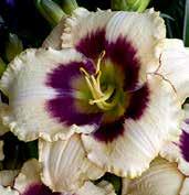 Středně velké, 13 cm v průměru květy jsou míchané orchideově purpurově růžové, s jemně zřasenými petály a s malým zeleným hrdlem.