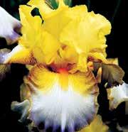 I0133 JUST FOR FUN Miller 89 zvlněné zlatožluté květy mají meruňkovou infúzi, typ blend.