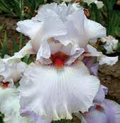 I1774 LOUISA S SONG Blyth 00 šeříkově orchideový dóm, červeně levandulové až orchideově zabarvené