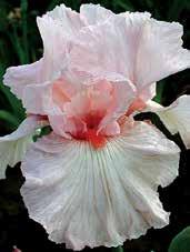 I1972 PEP REALLY I0618 PATINA I1790 PAMPER ME Blyth 09 dóm je čistě bílý, orchideově