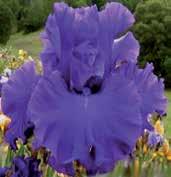 I1506 PURPLE RITZ Painter 03 sytě fialově purpurový self, široká a zvlněná forma květů.