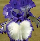 dóm, faly jsou neónově purpurové s hnědě levandulovým lemem, elegantně zvlněné květy.
