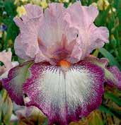 I1827 STAYING ALIVE Lauer 08 dóm je růžově orchideový, načechrané faly jsou bílé v základu se