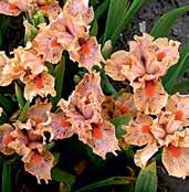 Jsou vysoké okolo 25-35 cm a kvetou koberci drobnějších kvítků, které jsou často s výraznými lemy či