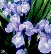 SIBIŘSKÉ KOSATCE Tato skupina zahrnuje 11 botanických irisů a jejich hybridy, zejména z druhů iris chrysographes a iris sibirica kosatce