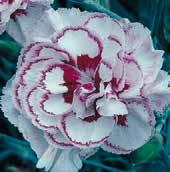 HVOZDÍKY VOUSATÉ Latinsky dianthus x barbatus Barbarini jsou to velmi kompaktní, 25-40 cm nízké hvozdíky, vytvářející obrovská květenství.