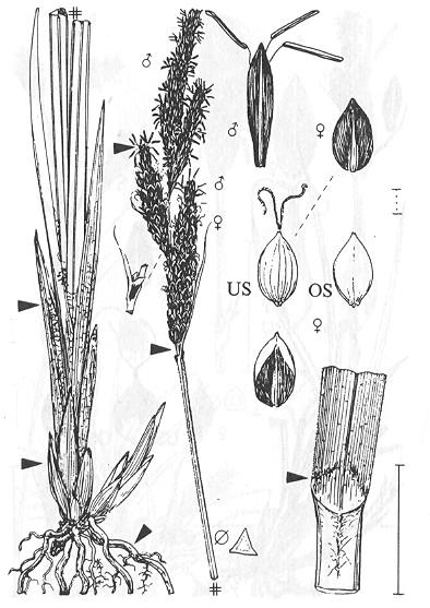 Carex elata (Ostřice vyvýšená) rozšíření: Evropa, S Afrika trsnatá (stoličkovité trsy) listen kratší květenství, bez pochvy lesklé sv.