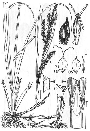Carex acuta Carex gracilis rozšíření: Evropa, S Afrika, Z Asie (Ostřice štíhlá) výběžkatá dolní pochvy s čepelemi, červenohnědá barva vněpochevní
