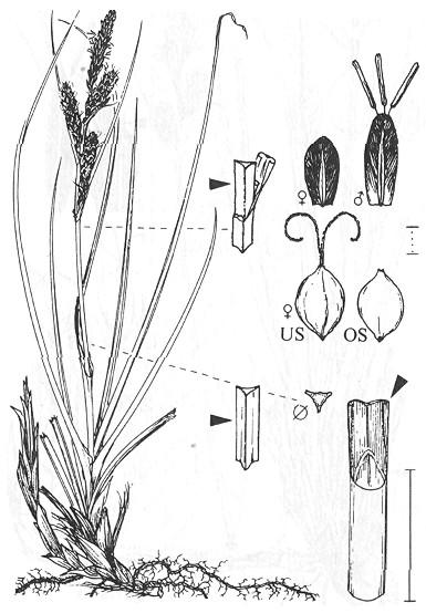 Carex nigra (Ostřice obecná) rozšíření: Evropa, S Afrika, Asie, S Amerika výběžkatá dolní pochvy s čepelemi vněpochevní výběžky listen kratší květenství listy