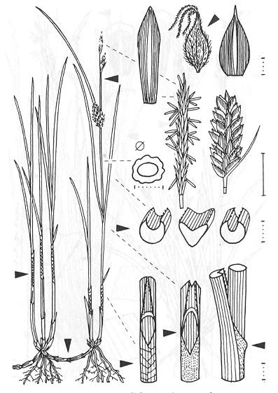 Carex lasiocarpa (Ostřice plstnatoplodá) C2 rozšíření: Evropa, Asie, S Amerika výběžkatá listy lysé, svinuté, na konci