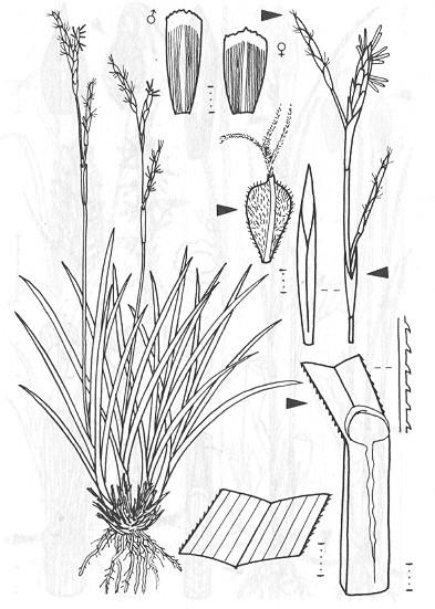 Carex digitata (Ostřice prstnatá) rozšíření: Evropa, částečně Asie fertilní lodyhy delší jak listy lodyha postranní pochvy nachové