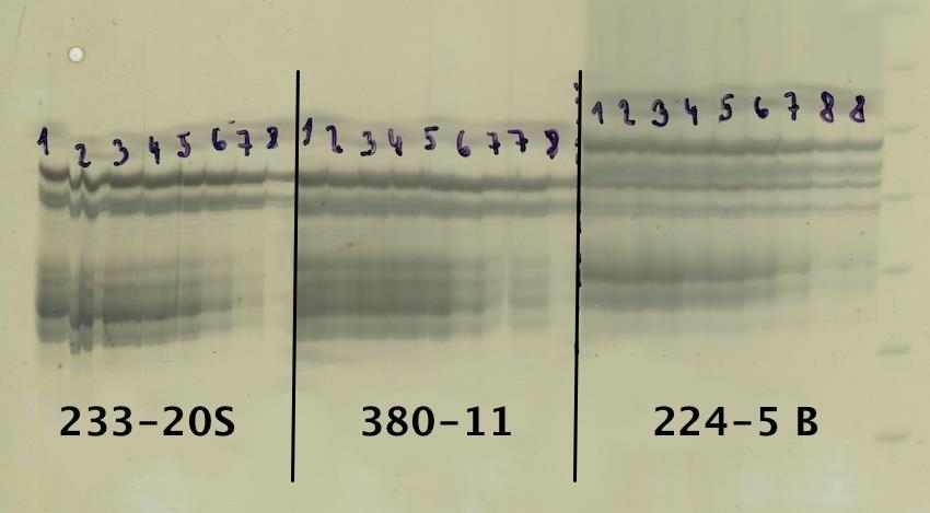Jelikoz SSR lokus SML-039 nebyl za daných PCR podmínek dobře hodnotitelný, byla k odvození správné annealingové teploty provedena tzv. gradientová PCR.