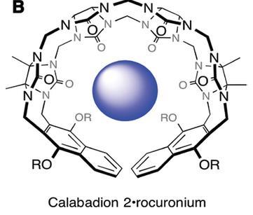 cystein (nahradí Cl - ) chlorofumarát: gantacurium CW002, CW011 calabadion aminosteroidy i benzylisochinoliny