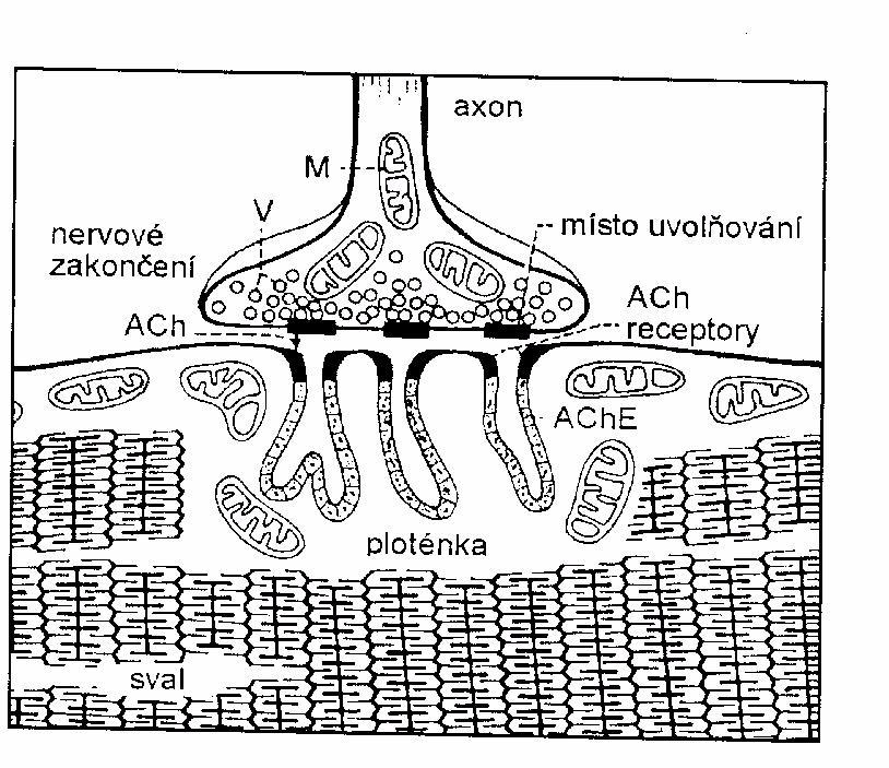 Svalová relaxancia - mechanismus účinku depolarizující blok agonistická depolarizace +