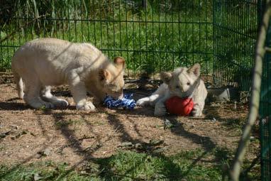 Tři mláďata bílého jihoafrického lva byla pokřtěna Furaha (štěstí), samička, kmotr Viktor Ambrož, Jasiri (statečný), sameček, kmotr Město