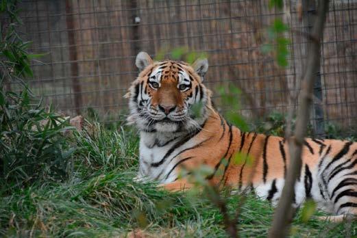 ochrany, zacházení s tygry v zajetí i o nelegálním způsobu využívání tygřích těl k medicíně.