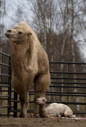 CHOVATELSKÝ A VETERINÁRNÍ ÚSEK Velbloud dvouhrbý (Camelus bactrianus) Denní krmná dávka obsahuje zhruba 10-15 kg sena, 1 kg speciálních granulí pro velbloudy od firmy Mazuri, 0,5 kg mrkve a cca 1,5