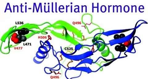 AMH (ANTI-MÜLLERIAN HORMONE) Dimerický glykoprotein dříve nazývaný