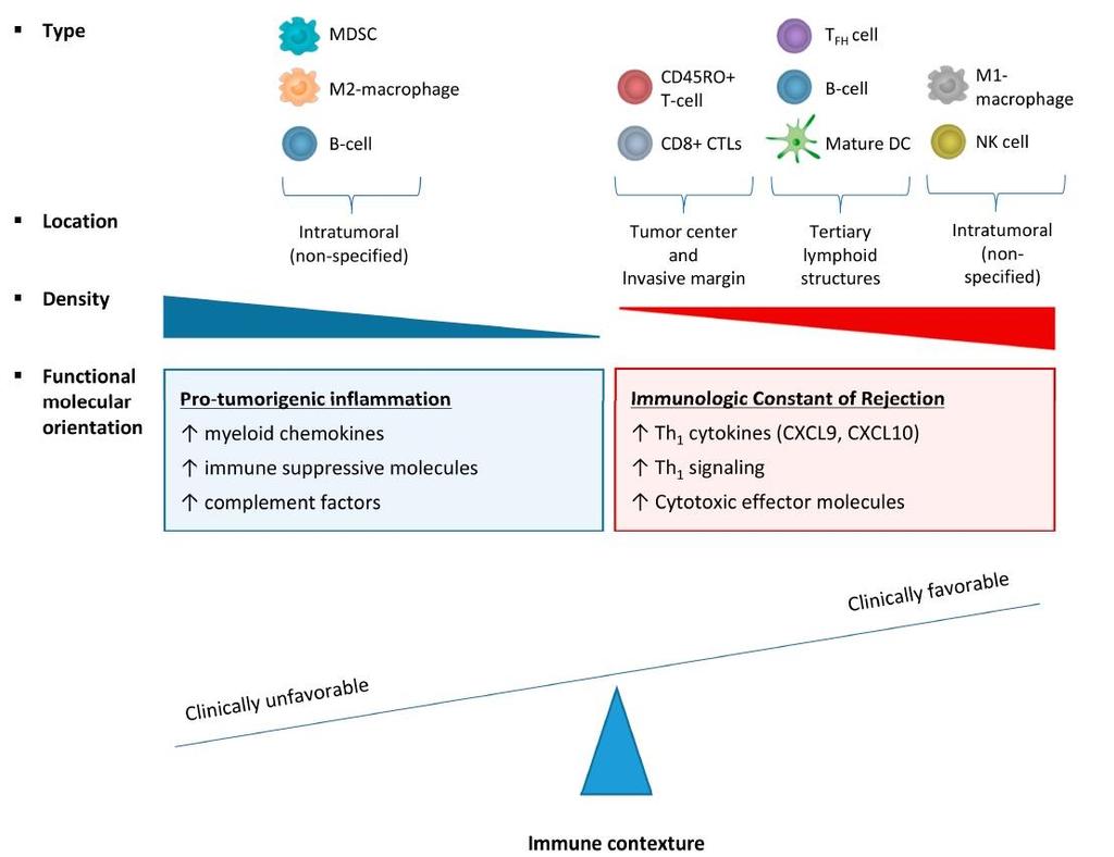 CMS1 CMS2 CMS3 CMS4 Inhibice imunitních checkpointů (anti-pd-(l)1, anti CTLA-4, anti-ido) Kombinace vakcinace + Kombinace