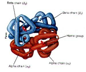 Transport O 2 krví o o Hemoglobin (Hb) = červené krevní barvivo Fe 2+ - každé ze 4 atomů železa váže 1 molekulu O 2 (= oxygenace železo zůstává dvojmocné = Fe 2+ ) o