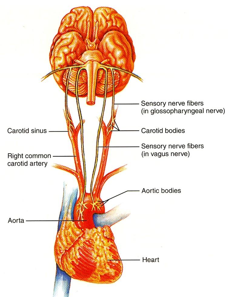 Chemické řízení dýchání pco 2 nebo ph nebo po 2 = zvýšená aktivita inspiračních neuronů karotická a aortální