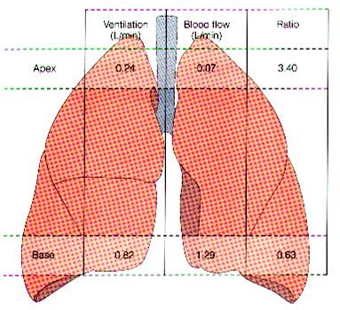 Plicní ventilace a průtok krve v různých Vzpřímená poloha v bázi plic je větší ventilace a průtok krve než v hrotech částech plic ventilace (l.
