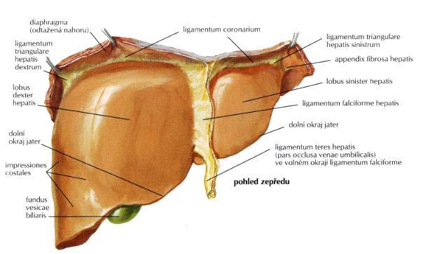 vývody. Příčná vkleslina se nazývá porta hepatis a vstupují v ní a. hepatica propria a v. portae.