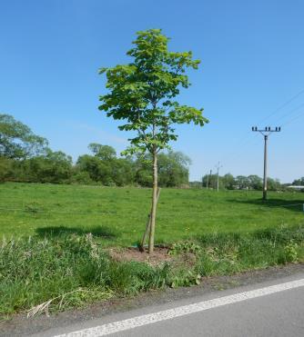 arboristou, který konstatoval dobrý stav dřevin. Zároveň bylo provedeno odborné ošetření mladé výsadby jírovců, na kterých byl proveden výchovný řez, odstraněno kůlování a ošetřeny výsadbové jámy. B.