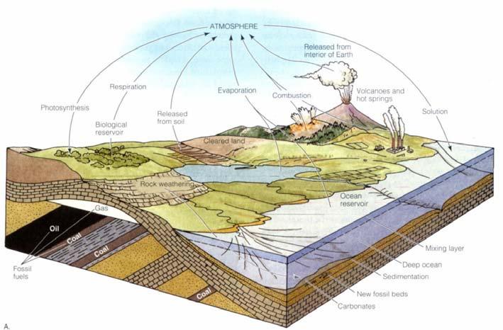Biogeochemický cyklus uhlíku Uhlík se nachází se ve všech velkých systémech a rezervoárech.