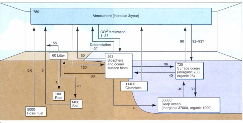 Biogeochemický cyklus uhlíku Člověk: do atmosféry 6 miliard tun ročně spalováním fosilních paliv kolem 2 miliard tun ročně odlesňováním (dva důsledky: místo přirozené spotřeby CO 2 z atmosféry