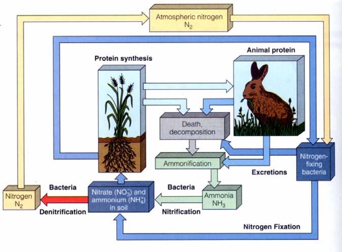 Biogeochemický cyklus dusíku Člověk: spalování paliv (vznik NO za vysokých teplot z N 2 a O 2 ), ten se dále oxiduje na NO 2 a s vodou tvoří HNO 3 (kyselý