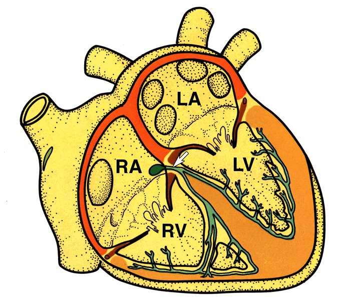 Převodní systém srdeční S-A uzel (Keith-Flack) (Internodální svazky) A-V uzel