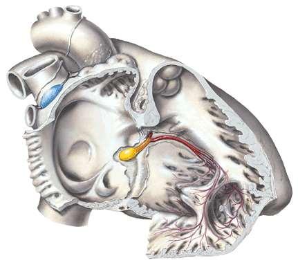 chlopeň sinus coronarius-