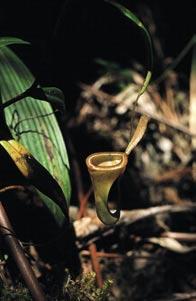 ampullaria, rozšířené od jižního Thajska po Novou Guineu, která na zemi vytváří husté koberce soudečkovitých láček se značně redukovaným víčkem.