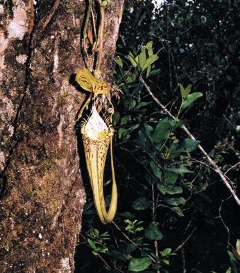 Gunung Pangulubao, Sumatra. Vpravo nahoře: Jednotlivé druhy láčkovek se v přírodě běžně kříží, na obrázku je horní láčka přírodního hybrida Nepenthes spectabilis a Nepenthes ovata.