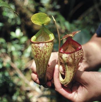 Dole: Dolní láčka Nepenthes vieillardii s výraznými křídly. Vnitřní povrch láčky je tvořen vrstvičkou šupinek kutikuly, jež kořisti zabraňují v útěku.