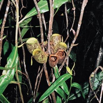 Vlevo nahoře: Koberec láček Nepenthes ampullaria na povrchu substrátu zachycuje organický materiál padající z okolní vegetace.