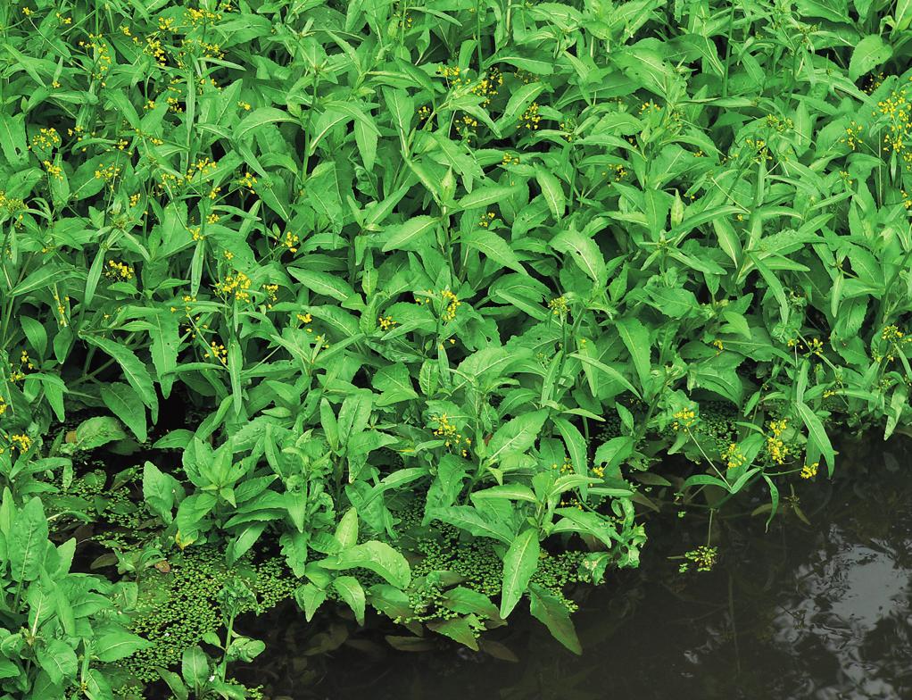 Eleocharito palustris-sagittarion sagittifoliae Struktura a druhové složení. Porosty této asociace jsou charakterizovány dominancí vytrvalé brukvovité byliny rukve obojživelné (Rorippa amphibia).