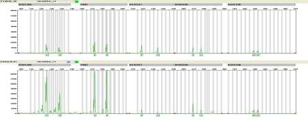 (AmpFLSTR Identifiler PCR Plus Kit)