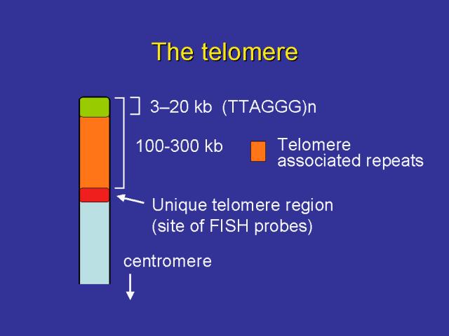 Telomery fyzické konce chromozomů úplné konce tvořeny proteiny a tandemovými repeticemi DNA(TTAGGG) 3-20 Kb (společné pro