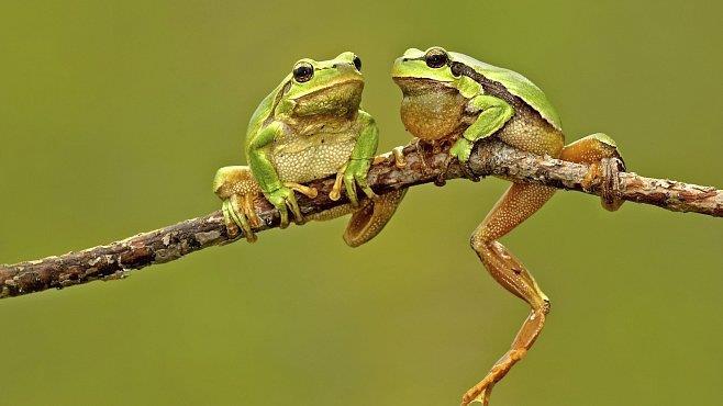 6) PROČ ZROVNA ŽÁBY? Pohroma vychází také z Nilu, byly v této řece v hojném počtu a občas se stávalo, že se přemnožily. Egypťané viděli v žábách symbol bujného růstu a ztělesnění životodárné síly.