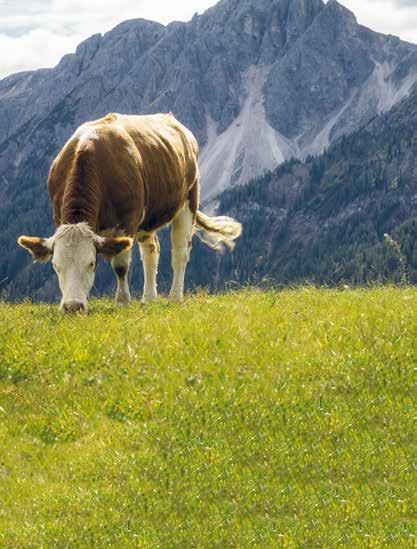 Milka 85 ( = od 22,90 Kč) Laguna mořské plody,