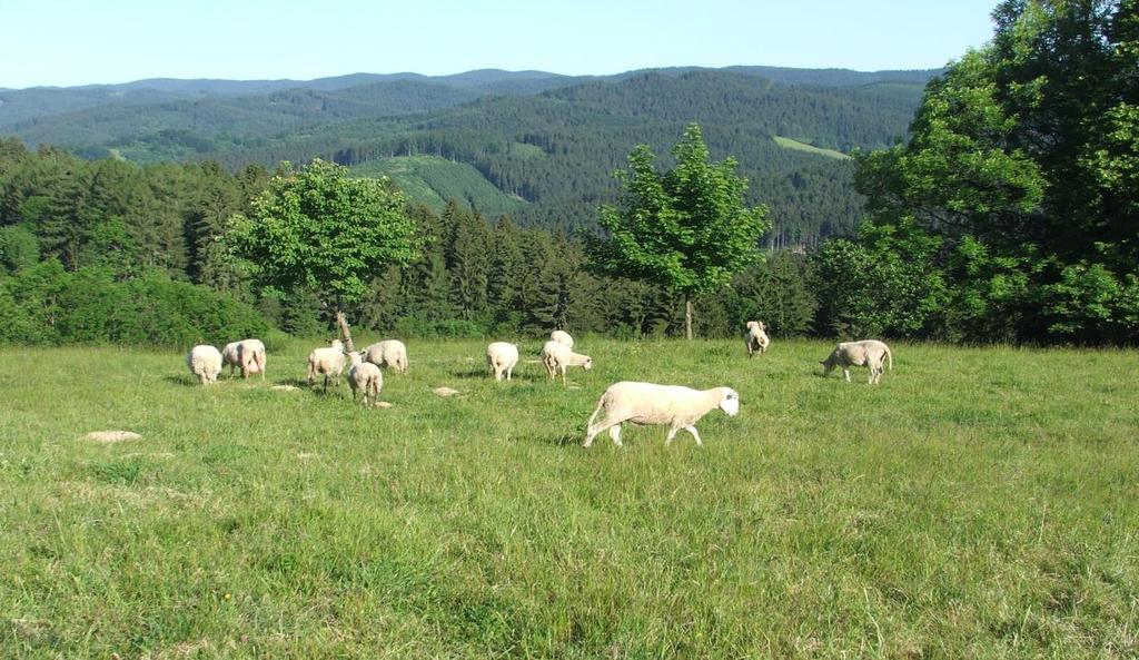 r. 1690 zalidnění hor jednalo se o hraniční oblast. Na několika místech Západních Beskyd se vedly spory o hranici. V horách bylo po příchodu Valachů mnoho přírodních pastvin.