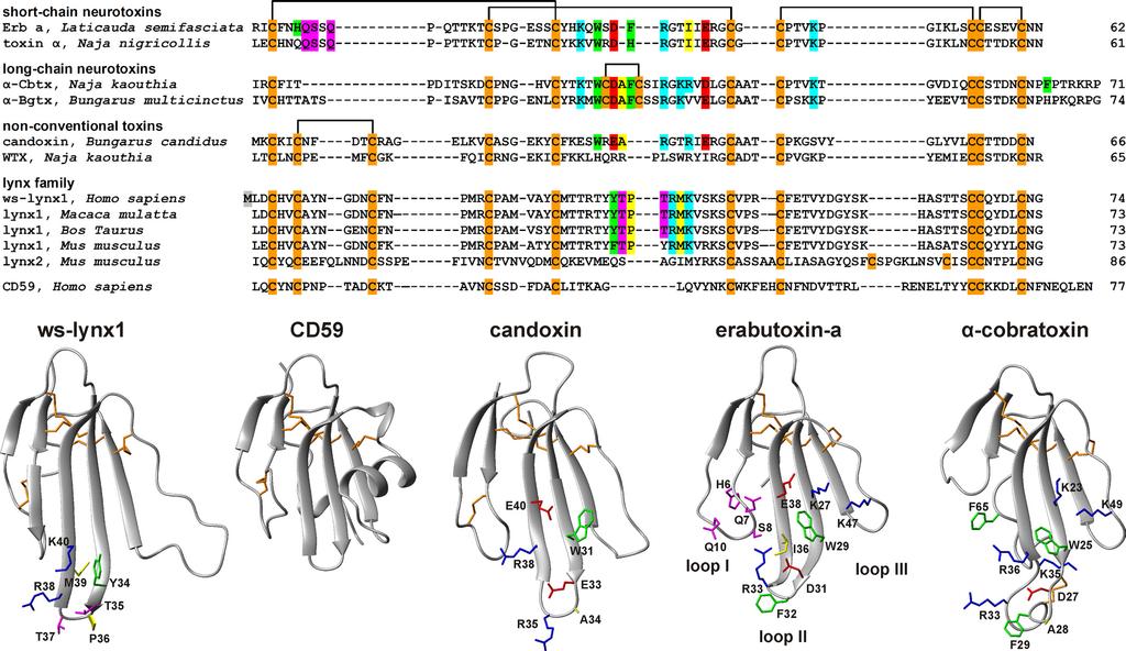 Structure-Function Study of Water-soluble LYNX1 FIGURE 1.