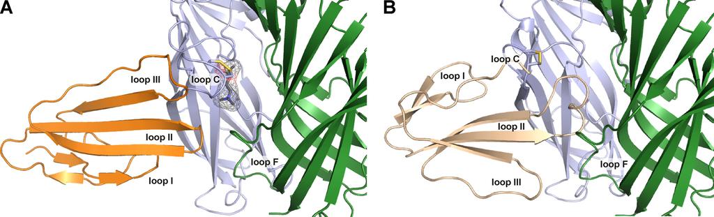 Structure-Function Study of Water-soluble LYNX1 FIGURE 6. Model of ws-lynx1 Ls-AChBP complex (A) in comparison with the x-ray structure of -Cbtx Ls-AChBP complex (Protein Data Bank code 1YI5) (B).