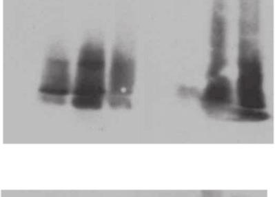 affinity binding sites, accompanied by decreased binding affinity.