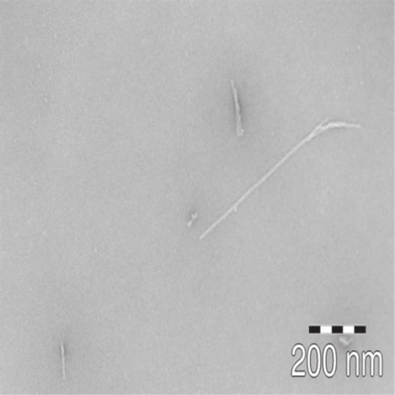 Author's personal copy 280 H. Janícková et al. / Neuropharmacology 67 (2013) 272e283 A B C receptor oligomerization, and in addition, CHO cells do not express AT2-receptors (Feng et al., 2005).