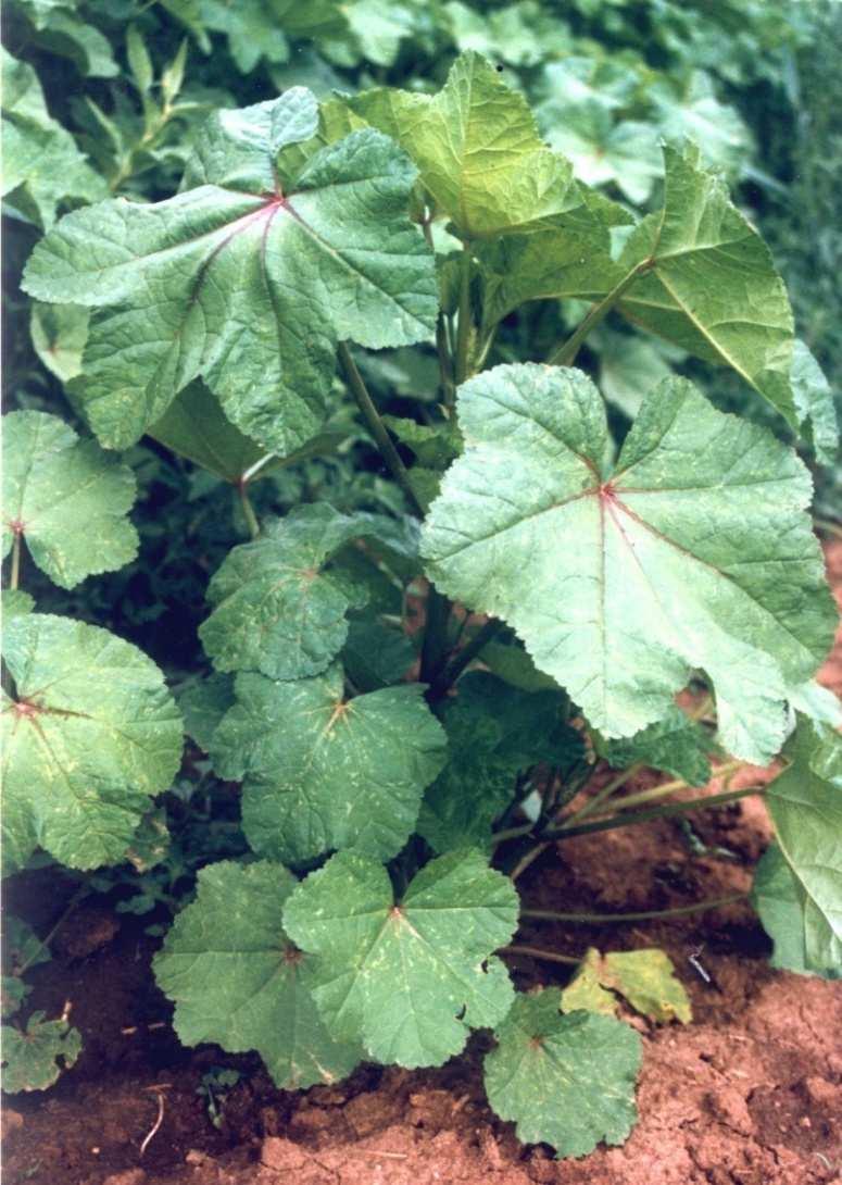 Malva verticillata L.