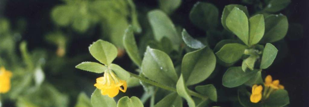 ha-1, hloubka setí 1 2 cm. Coronilla varia L.