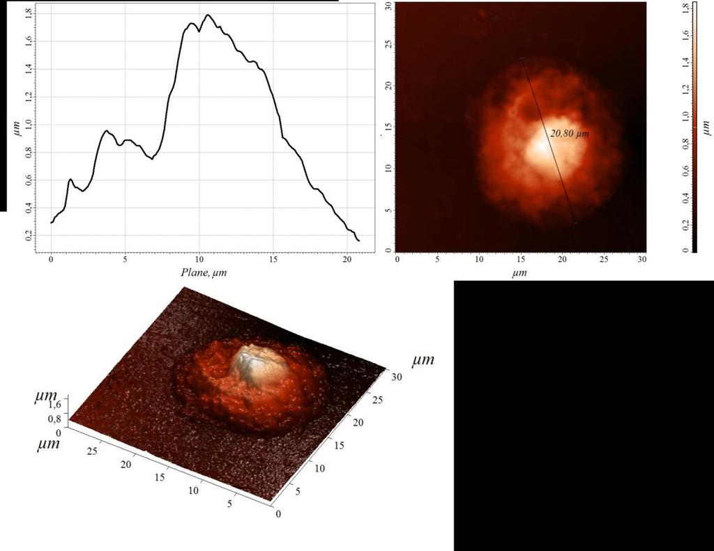 Liniový profil 2D AFM po PDT Buňky jsou rozprostřeny individuálně po povrchu substrátu 3D AFM zobrazení HeLa buňečné linie Po PDT (byl přidán fotosensitizer ClAlPcS 2 v koncentraci 5 µm Ozáření